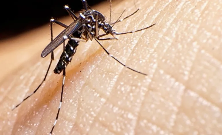 Alerta por mosquito del dengue: especialista explica síntomas de la enfermedad y entrega recomendaciones.