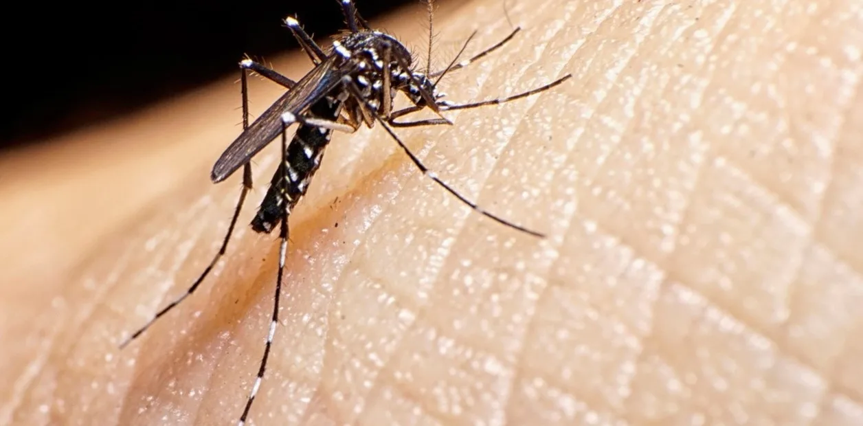 Alerta por mosquito del dengue: especialista explica síntomas de la enfermedad y entrega recomendaciones.