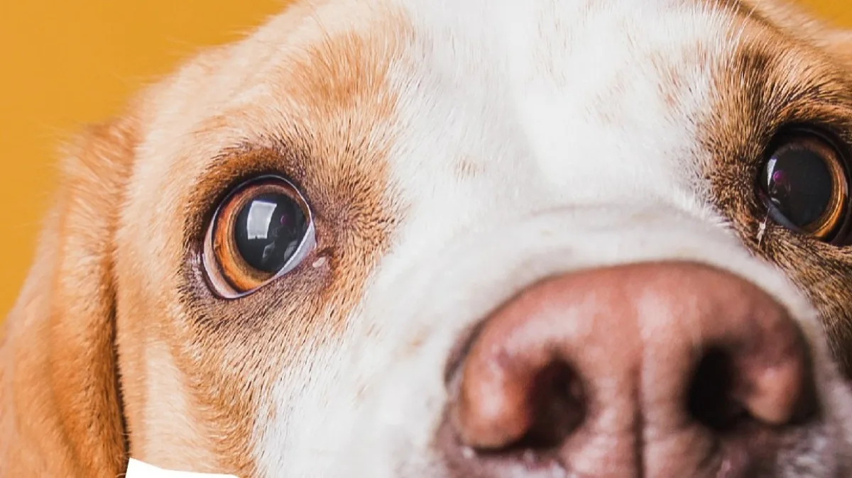 Según un estudio, los humanos transmiten más virus a los animales que viceversa