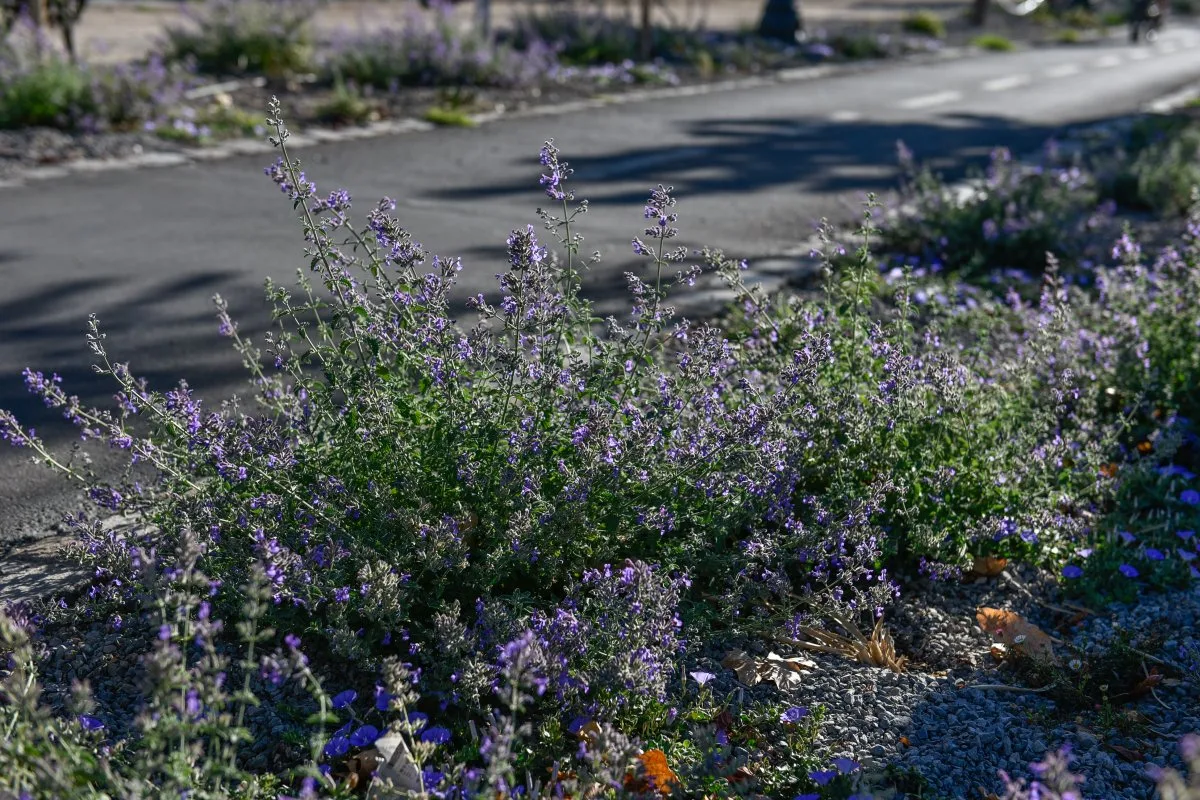 Programa ‘Jardines Sustentables’ en Providencia: Reducción de hasta un 80% en consumo de agua.