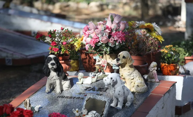 Proyecto de ley propone la creación de cementerios de mascotas a cargo de las municipalidades