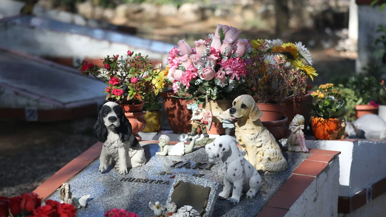 Proyecto de ley propone la creación de cementerios de mascotas a cargo de las municipalidades