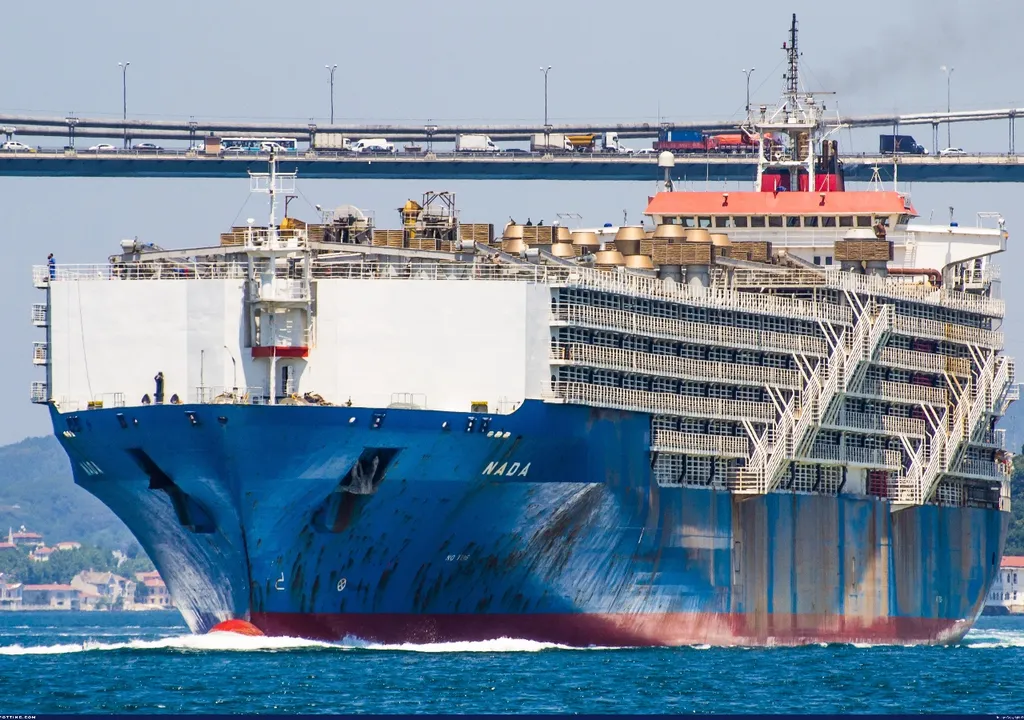 Un establo flotante: el gigantesco buque que transporta ganado por mar