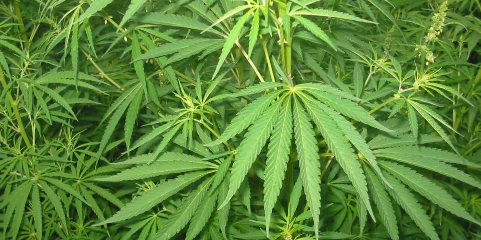 Alemania: El Consejo Federal da luz verde a legislación sobre el cannabis