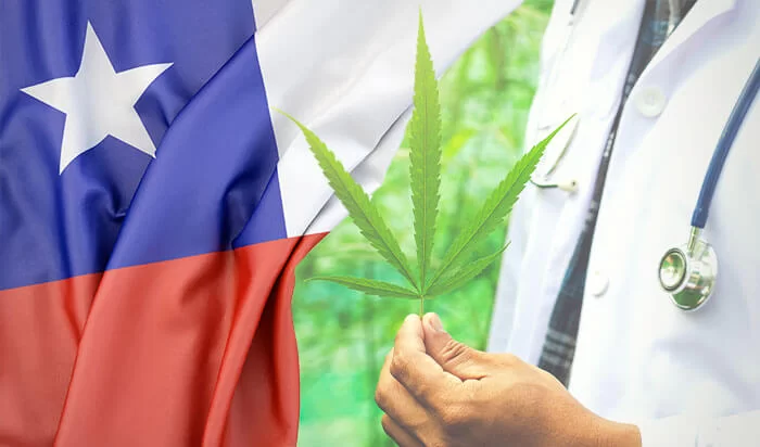 Un auge silencioso: el auto cultivo de cannabis florece en Chile