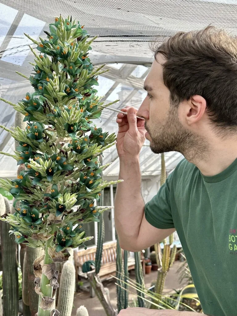Florecimiento inusual de Planta chilena en Gran Bretaña