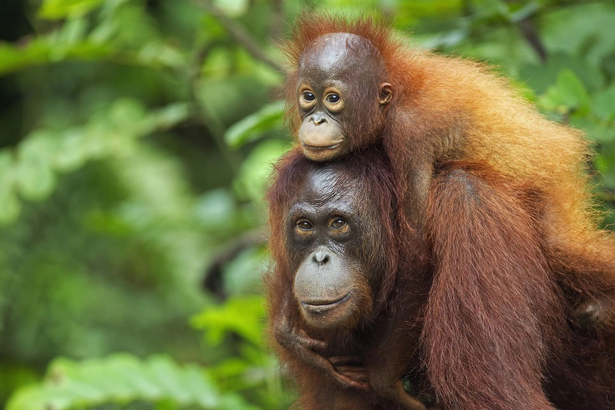Tecnología de Drones y IA Revolucionan el Censo de Orangutanes en Borneo
