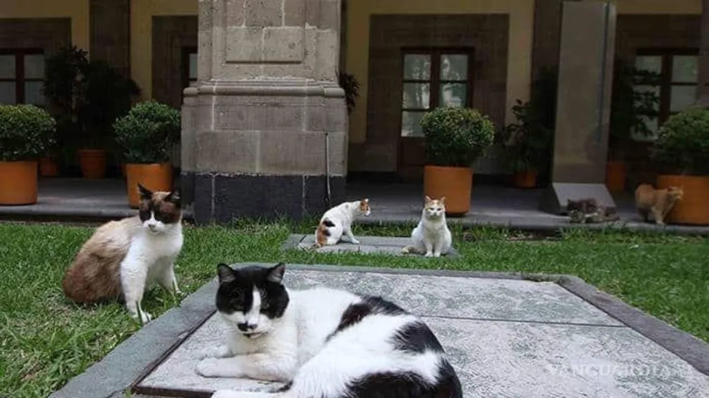 PETA agradece la declaración de 19 gatos del Palacio Nacional de México como «activos fijos»: Serán cuidados de por vida