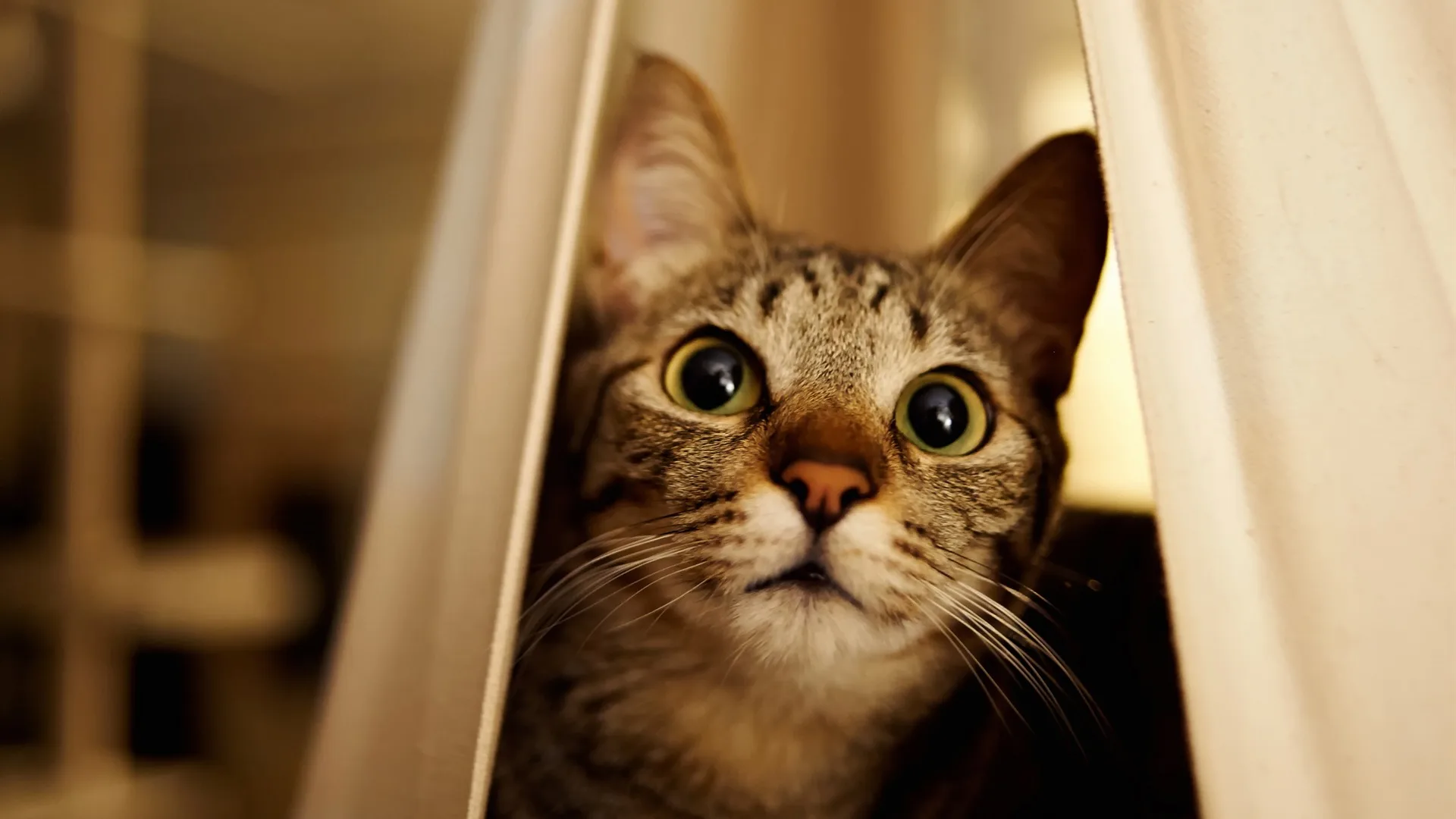 Estudio Revela la Clave para Captar la Atención de tu Gato