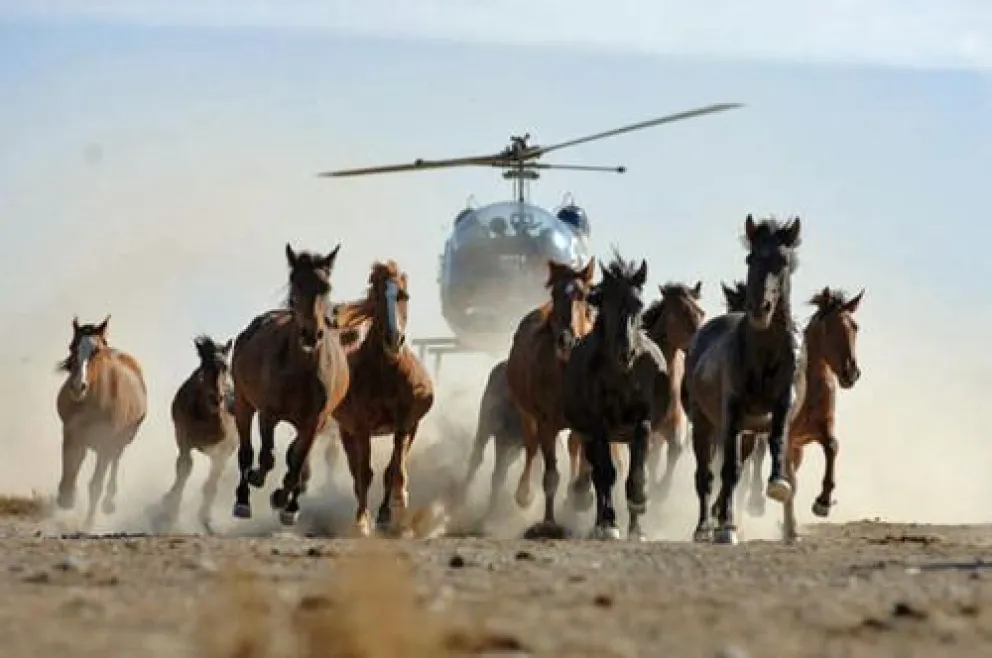 Australia reanuda polémica matanza de caballos salvajes en Parque Nacional Kosciuszko