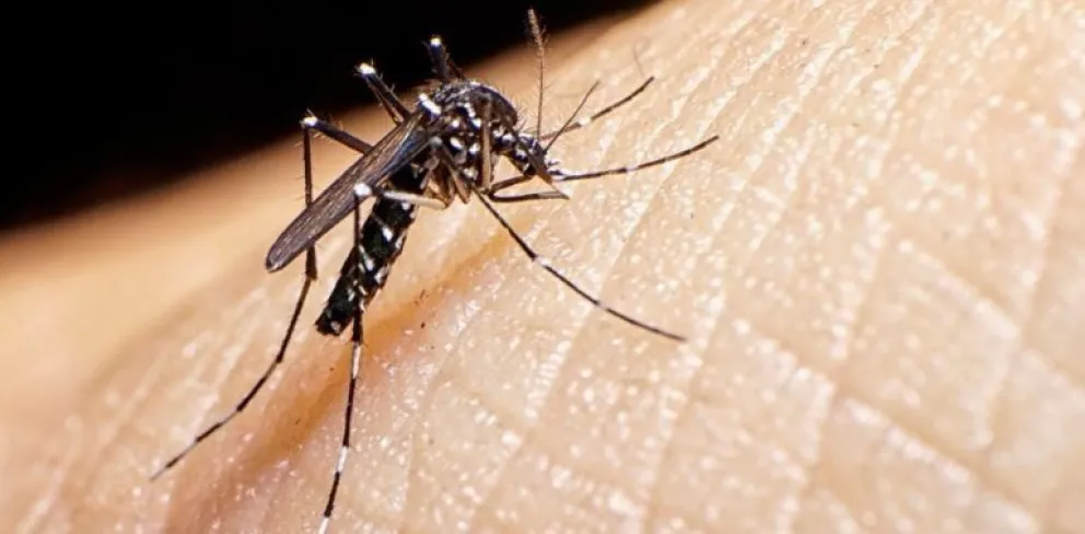 Hallan mosquito transmisor del dengue en terminal de buses de Los Andes