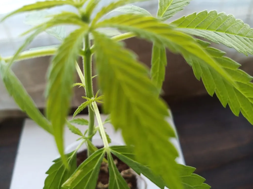 Cannabis con conciencia: navegando el consumo de manera responsable en la era legal
