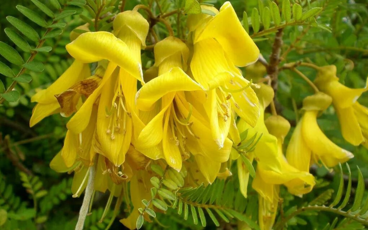 El rescate de los árboles en flor de Rapa Nui: Una historia de supervivencia humana