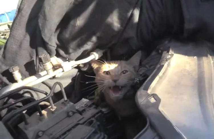 Bomberos rescatan con éxito a un gato atrapado en el motor de un vehículo