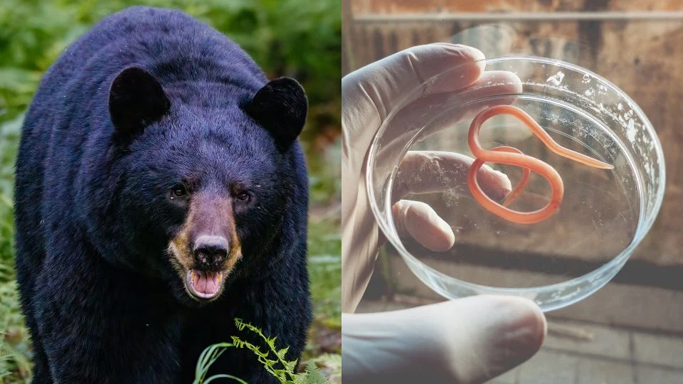 Seis Miembros de una Familia en EE.UU. Detectados con Gusanos en el Cerebro Después de Comer Carne de Oso Negro Mal Cocida