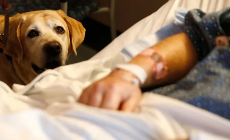 Proyecto de Ley Permitiría a Mascotas Acompañar a Pacientes Terminales y Graves