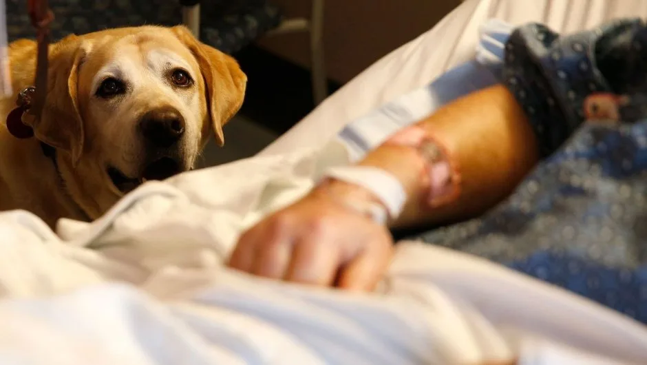 Proyecto de Ley Permitiría a Mascotas Acompañar a Pacientes Terminales y Graves