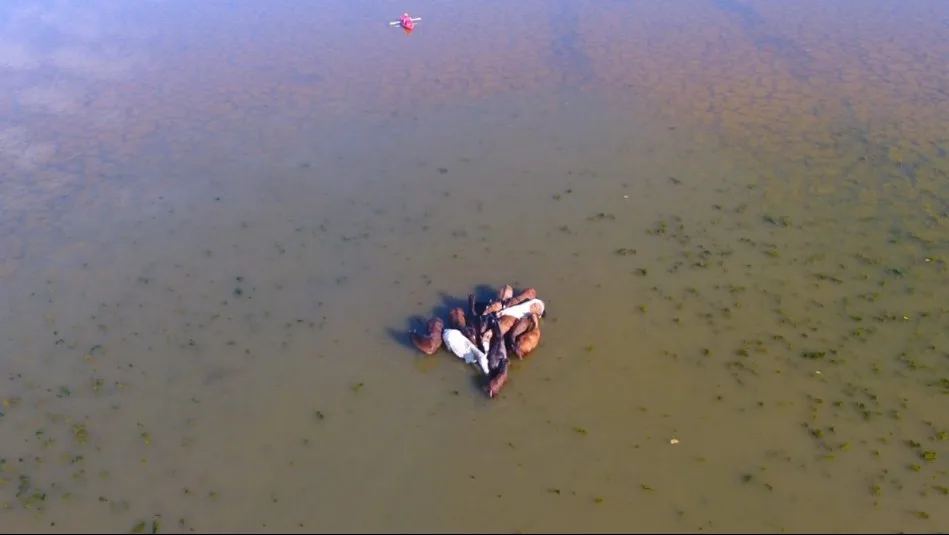 Rescate Exitoso: 12 Caballos Liberados tras 24 Horas Atrapados en la Laguna Aculeo