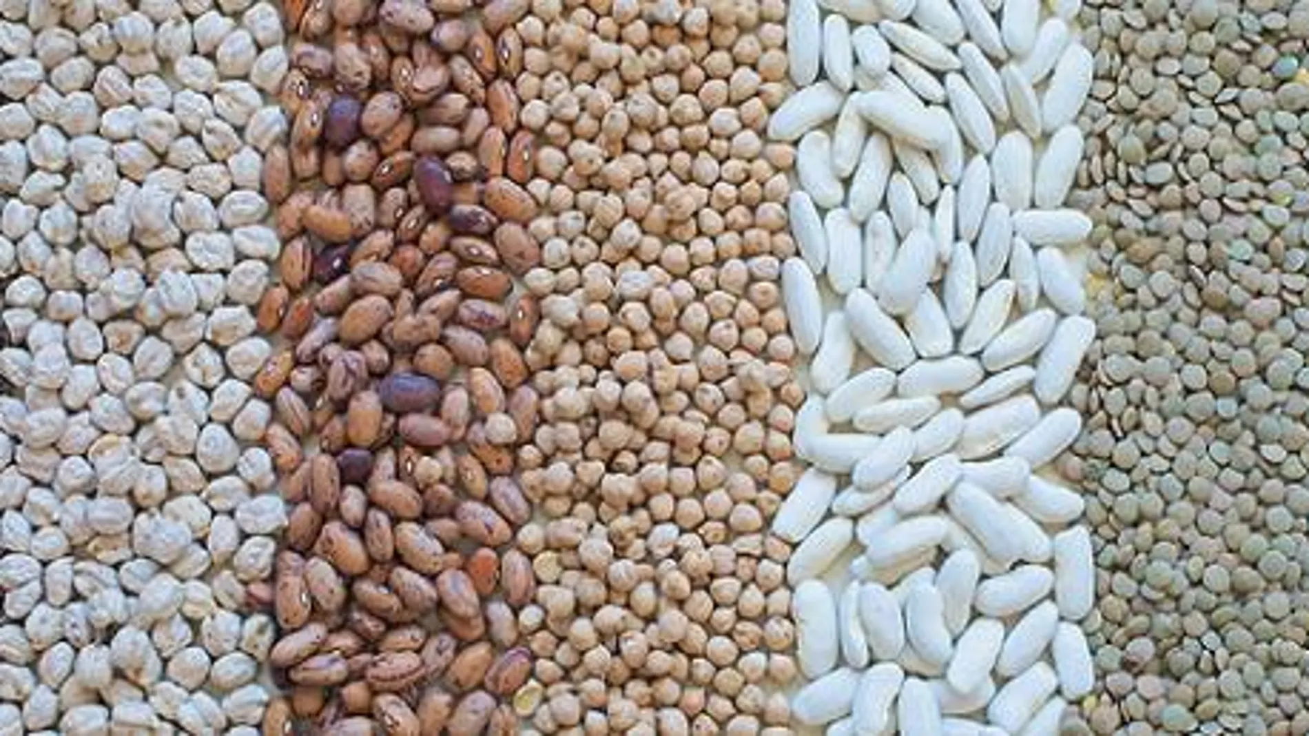 Las Legumbres: Pilares Nutricionales para una Alimentación Saludable