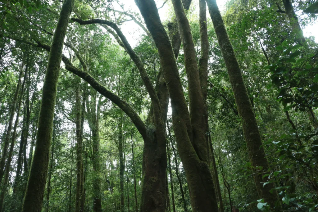 Crean Red de Santuarios de la Naturaleza para la Región de Los Ríos