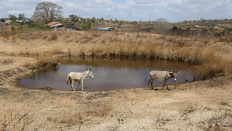 El Desafío de Combatir la Sequía en Latinoamérica en el Día Mundial del Medio Ambiente