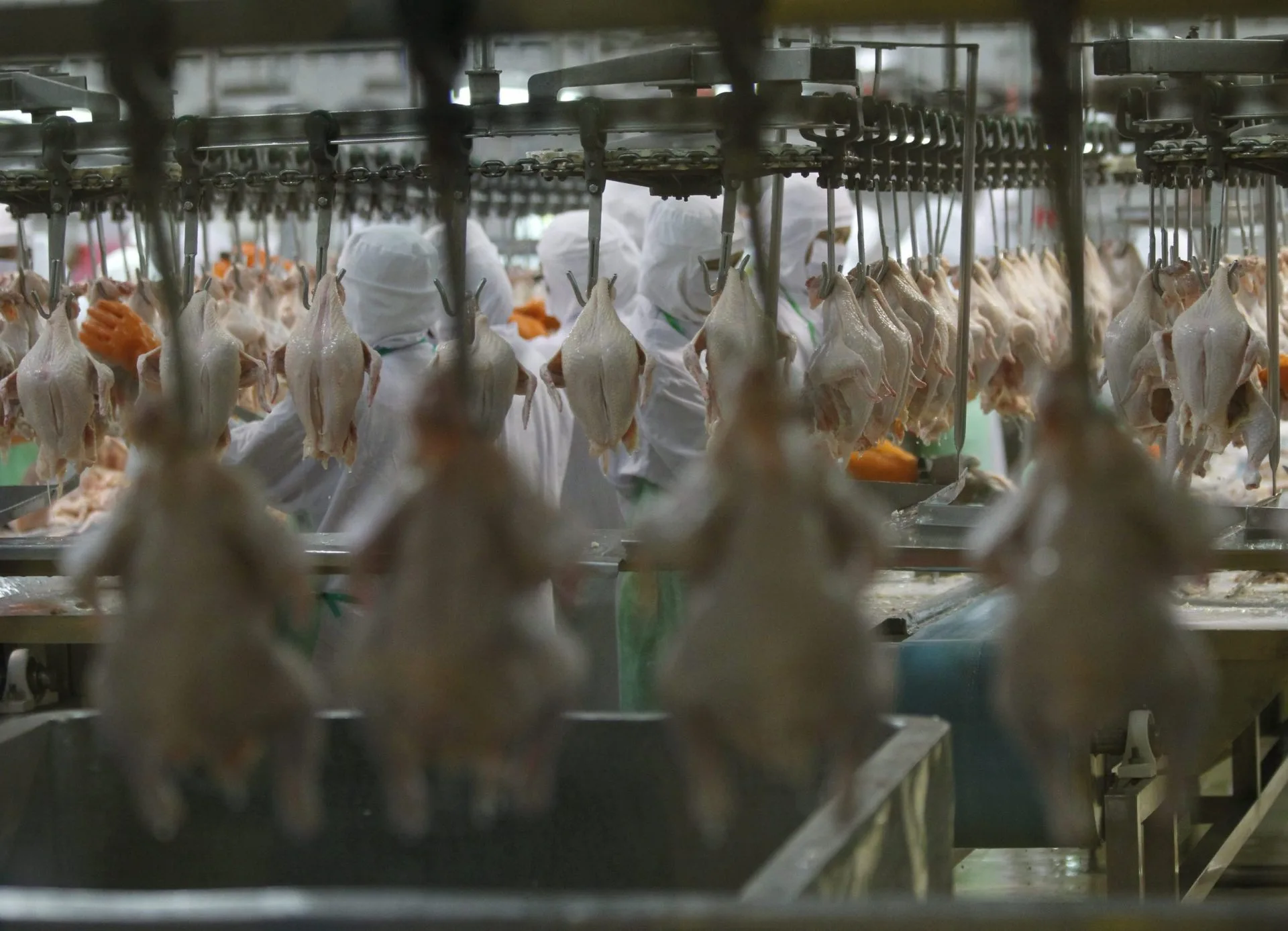 Misterio por Fallecimiento de Trabajadores Británicos en Fábrica de Pollos: «Tenían las Manos y la Cara Congeladas»