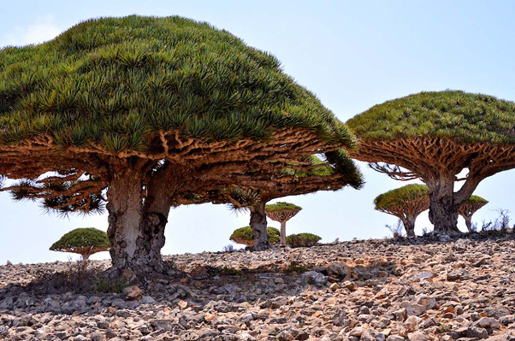 Socotra: Un refugio paradisiaco y Patrimonio de la Humanidad