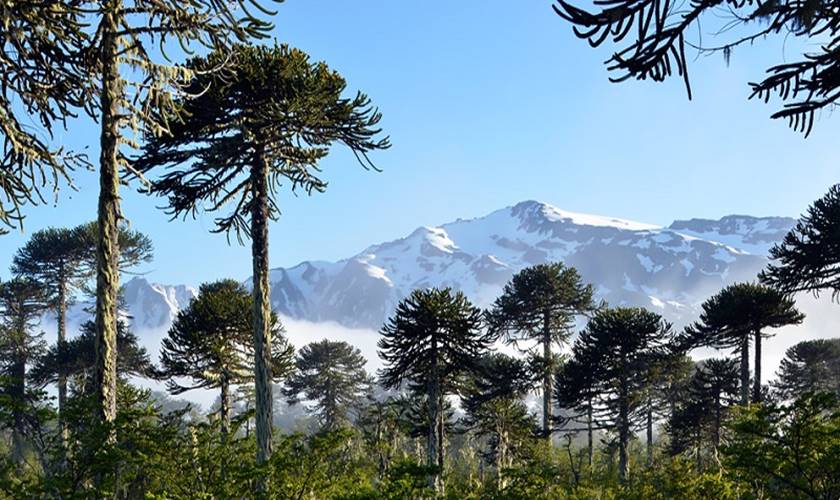 La Araucaria: Tesoro Natural y Símbolo de Resiliencia en América Latina