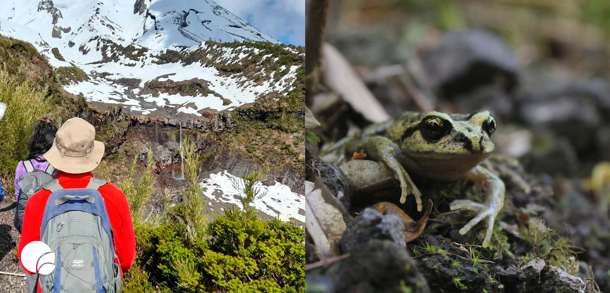 Nace el Primer Santuario de Ranitas de Chile en el Parque Valle Los Ulmos, Región de los Lagos