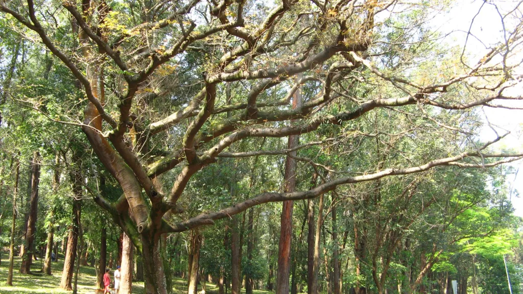 Descubriendo el Tesoro Verde: El Copaibo, un Pilar Medicinal del Bosque de Bolivia