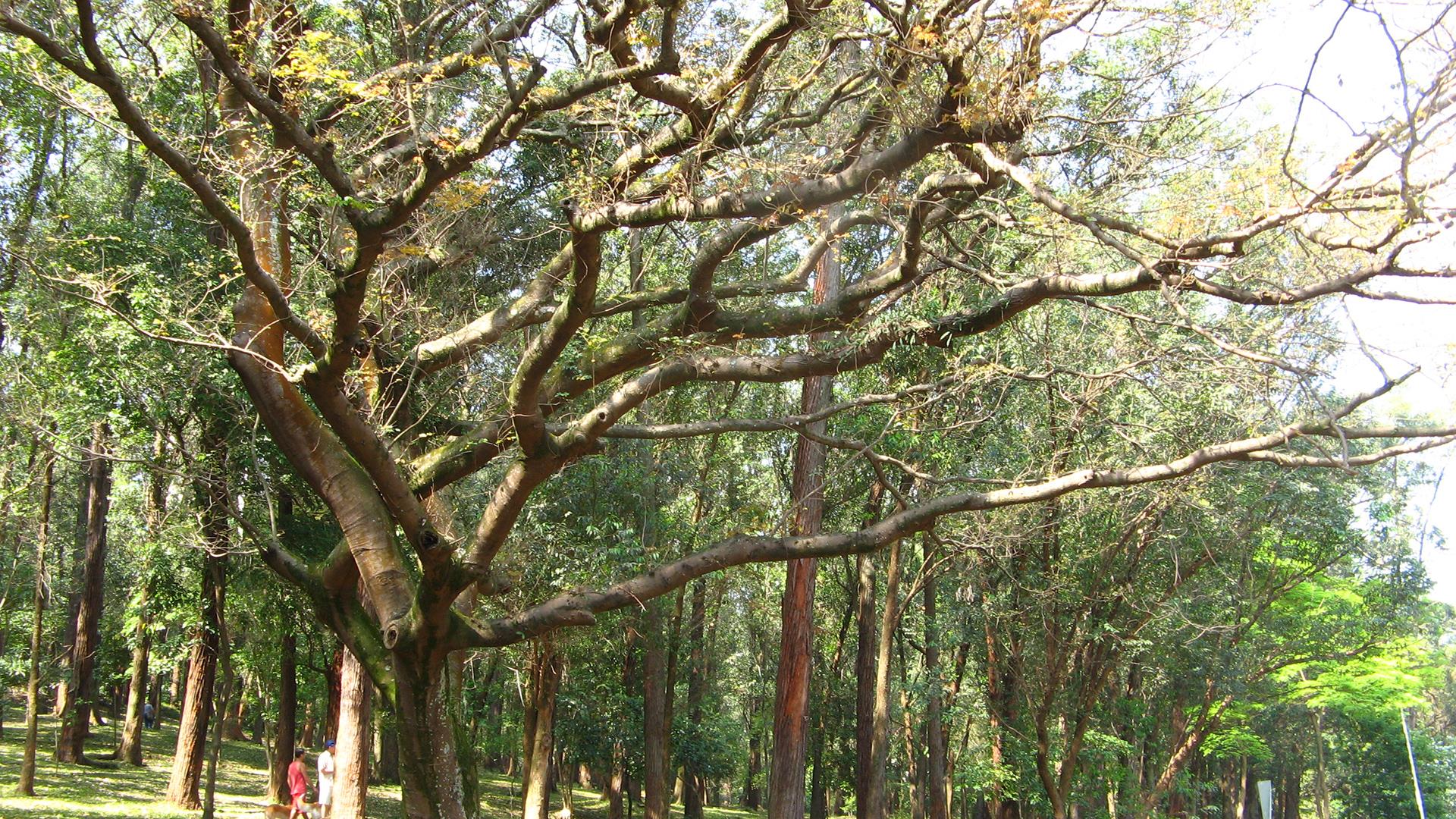 Descubriendo el Tesoro Verde: El Copaibo, un Pilar Medicinal del Bosque de Bolivia