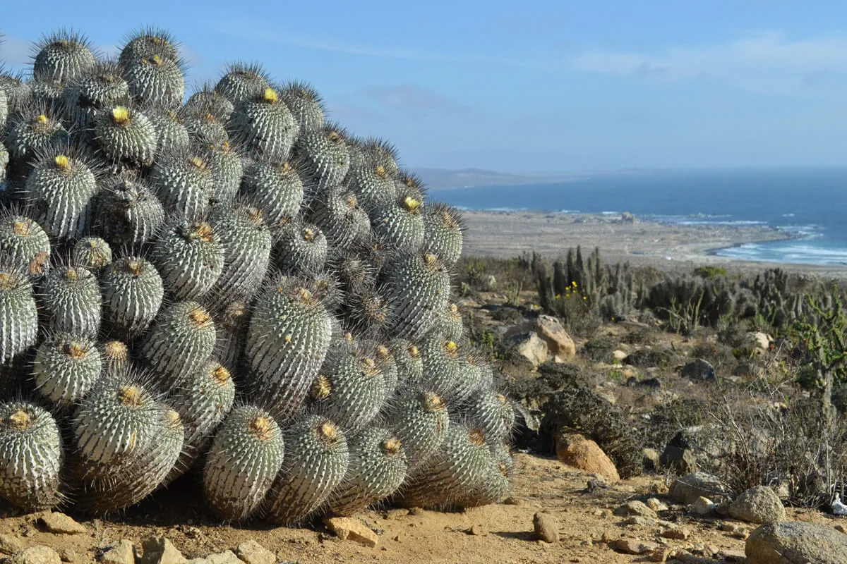 Alarma por comercio ilegal de cactus copiapoa: el tráfico amenaza con extinguir esta especie endémica del desierto de Atacama