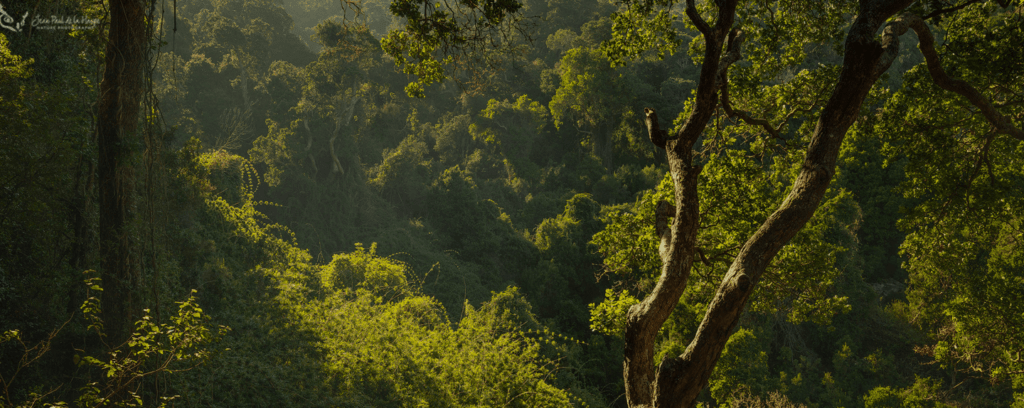 Árboles Nativos: Pilar de las Soluciones Basadas en la Naturaleza