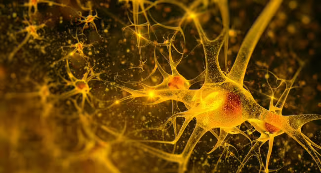 Estudio revela impacto de la serotonina en la percepción visual del cerebro