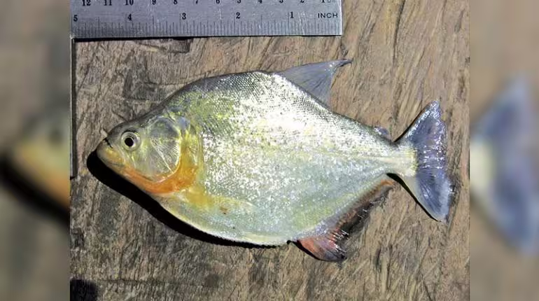 Descubrimiento de una nueva especie de piraña en el Amazonas