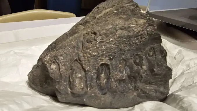 Encuentran fósil de mandíbula de elasmosaurio que habitó hace más de 70 millones de años