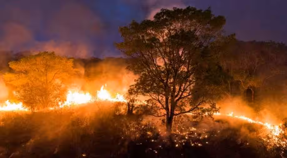 Alerta Máxima en 40 Ciudades de Brasil por Incendios Forestales «Apocalípticos»: Sao Paulo entre las Zonas Más Afectadas