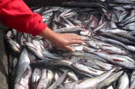 Inician fiscalizaciones por veda de merluza en Valparaíso: prohibida su extracción en septiembre
