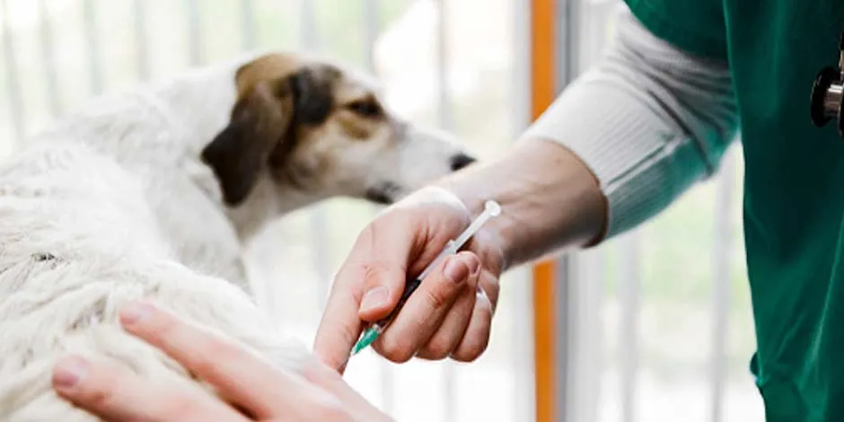 Chileno desarrolla la primera vacuna mundial para esterilizar perros: detalles y costo del innovador tratamiento