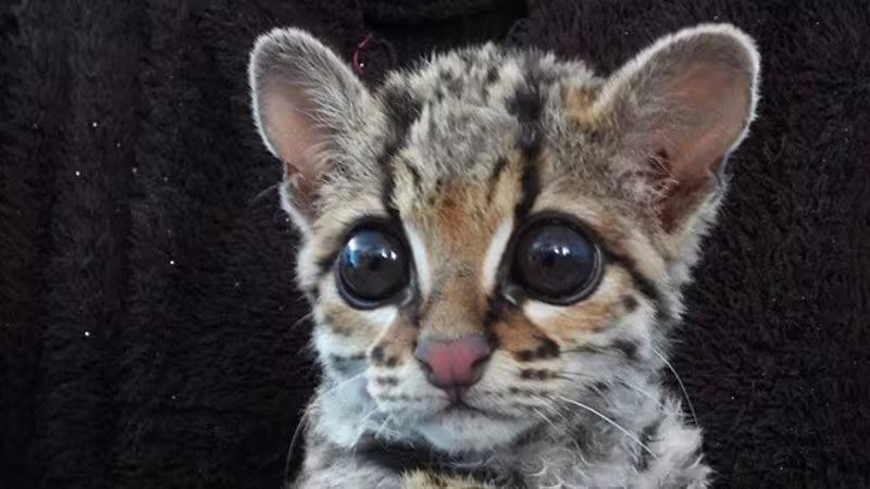 Rescatan a un margay en Perú tras ser perseguido por perros