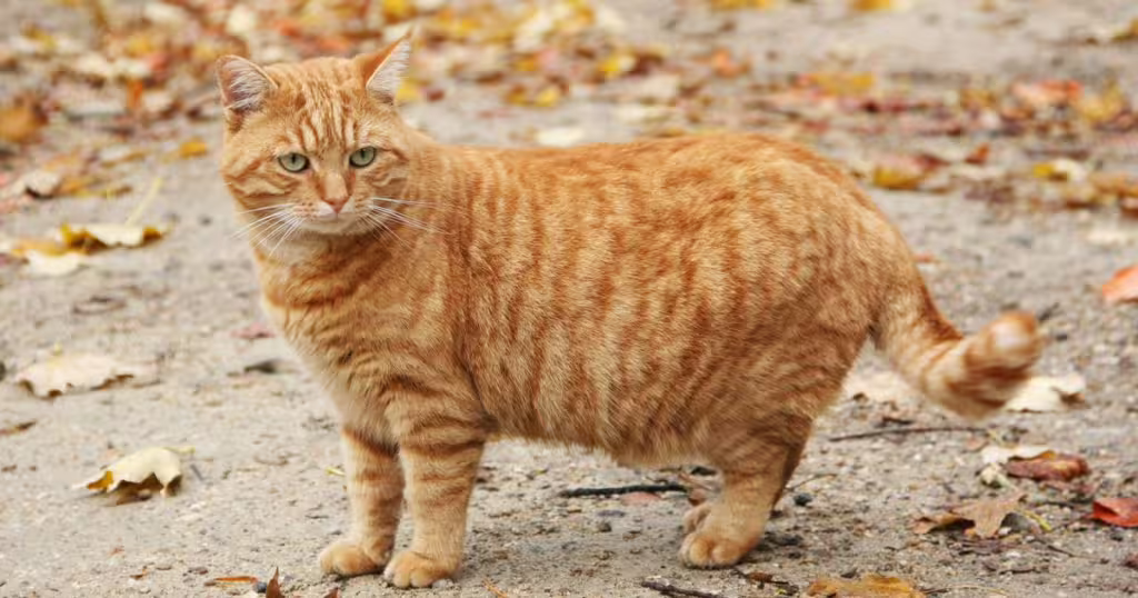 El Secreto Tras la «Panza Colgante» de los Gatos: ¿Qué es y Por Qué la Tienen?