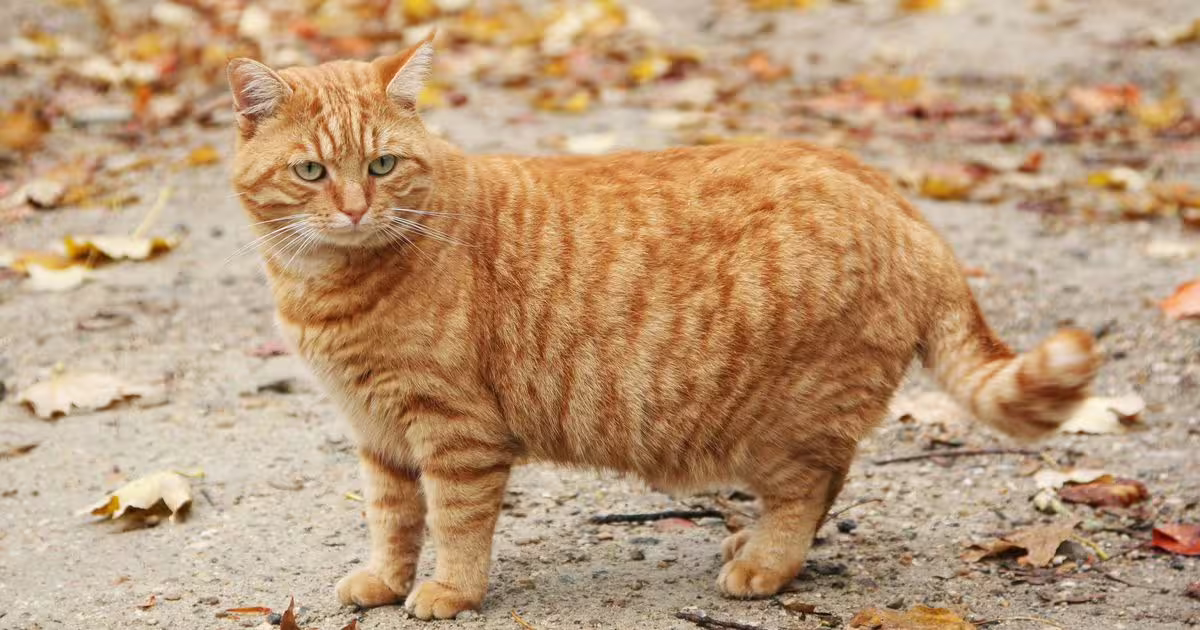 El Secreto Tras la «Panza Colgante» de los Gatos: ¿Qué es y Por Qué la Tienen?