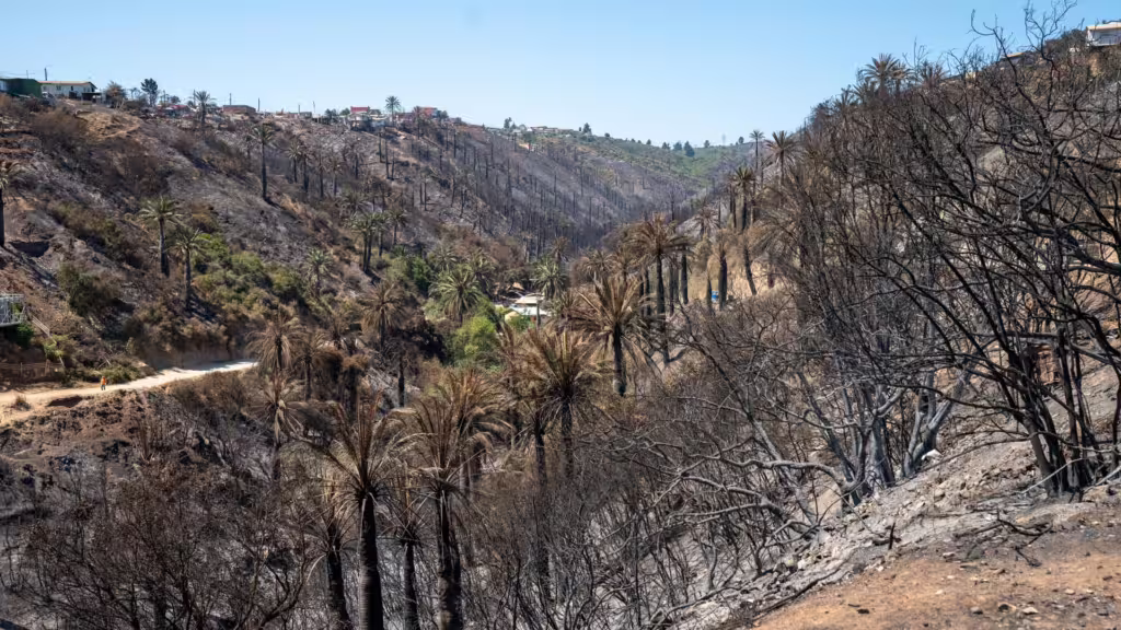 Viña del Mar: Empresas Piden Desafectar Zona Dañada por Megaincendio en Santuario Palmar El Salto