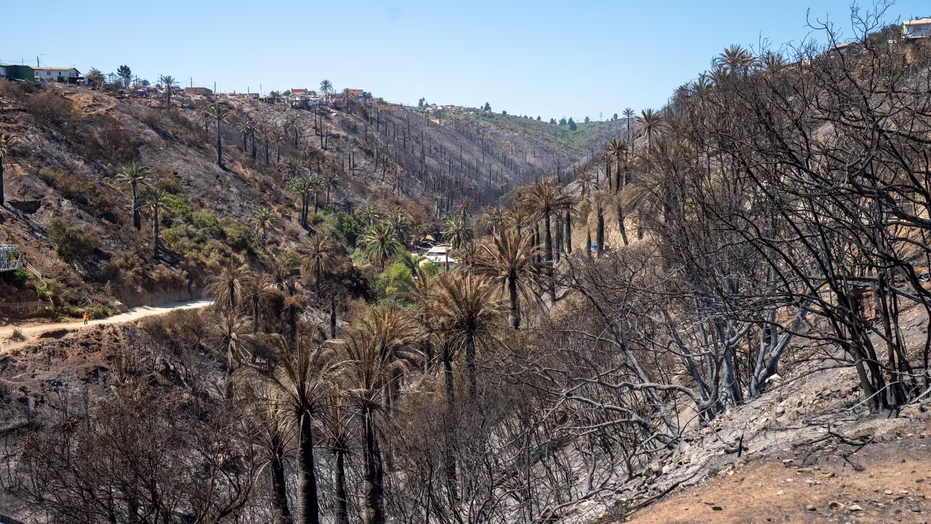 Viña del Mar: Empresas Piden Desafectar Zona Dañada por Megaincendio en Santuario Palmar El Salto