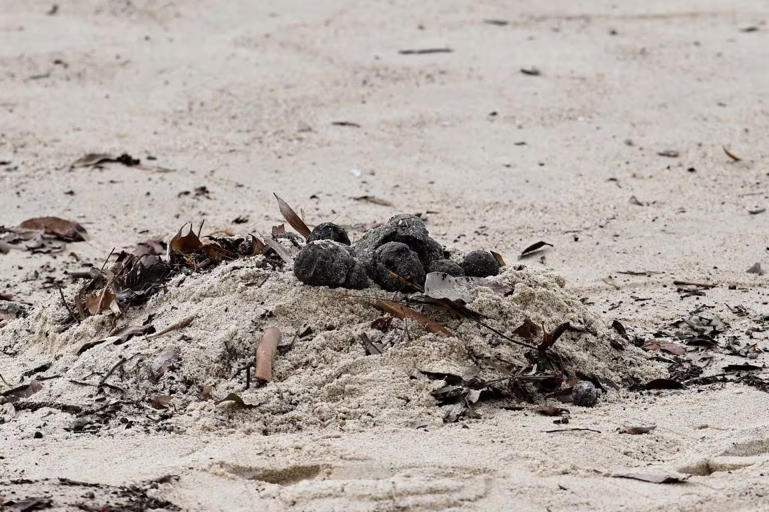 Cierran dos playas de Sídney tras el hallazgo de miles de bolas de alquitrán