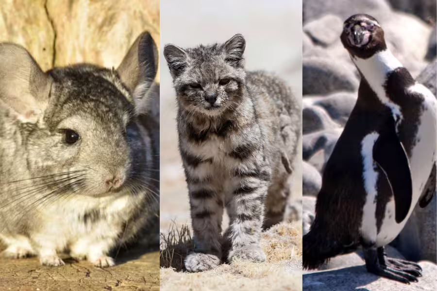 Especies en peligro de extinción en Chile por la minería, según Greenpeace
