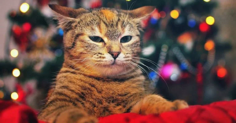 El Enigma del Sentido de Orientación en los Gatos: ¿Cómo Logran Regresar a Casa Tras Recorrer Kilómetros?