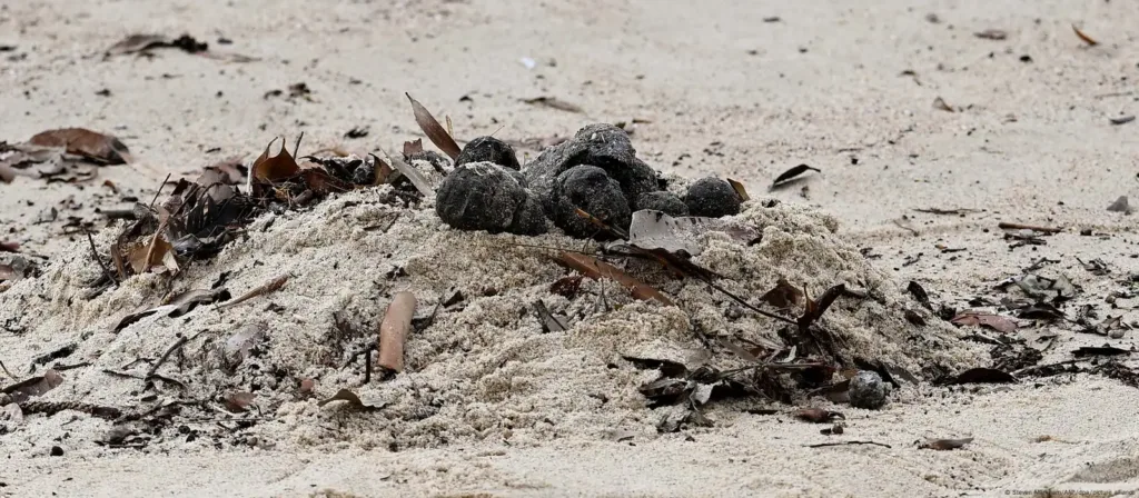 Descubren Composición de Misteriosas «Bolas» en Playas de Sidney: Heces, Aceite y Drogas