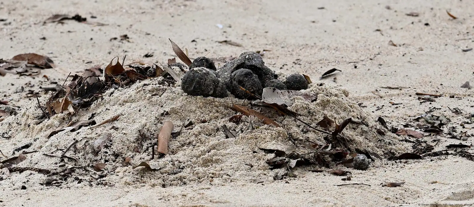 Descubren Composición de Misteriosas «Bolas» en Playas de Sidney: Heces, Aceite y Drogas
