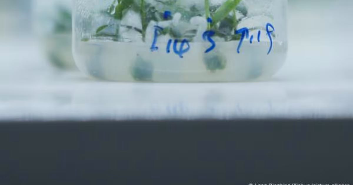 China cultiva olivos mutados en el espacio con promesa de mejoras genéticas
